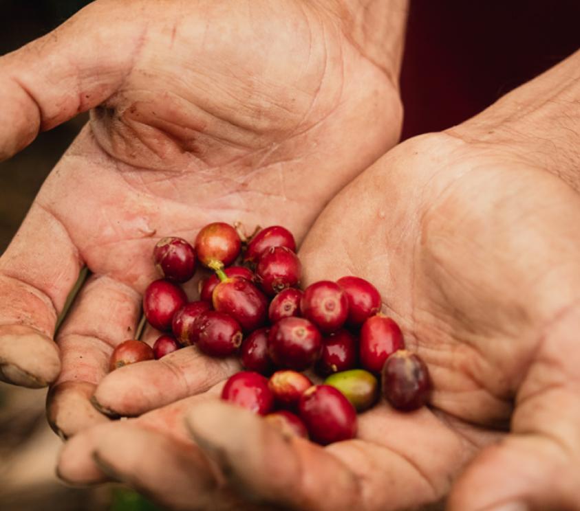 Julius Meinl Generations: Сохраняя Наследие и Созидая Будущее Кофейных Сообществ