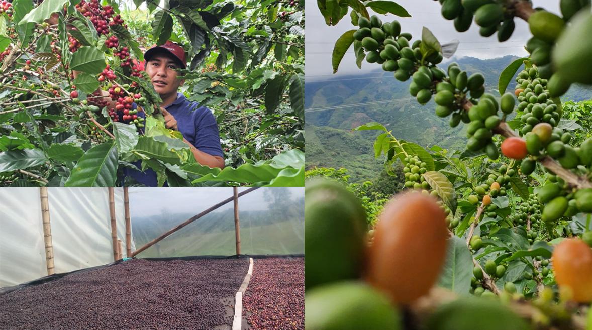 Julius Meinl Microlot Colombia: Венская Элегантность и Совершенство Колумбийского Терруара